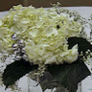 Meet your Posher, Ange